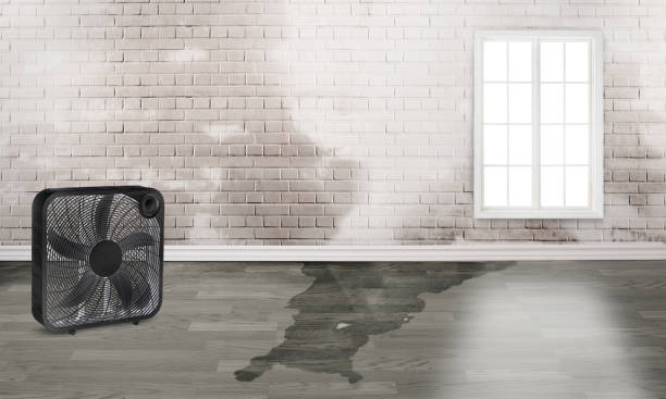 Best Carpet water damage restoration  in Brookfield, WI